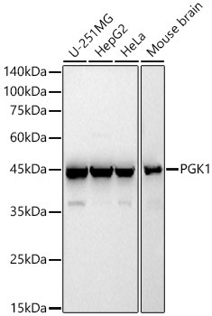 PGK1 Antibody in Western Blot (WB)