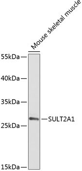 SULT2A1 Antibody in Western Blot (WB)