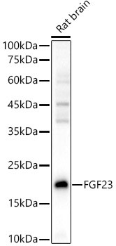 FGF23 Antibody in Western Blot (WB)