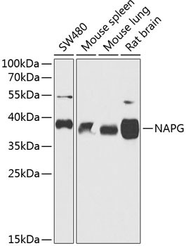 NAPG Antibody in Western Blot (WB)