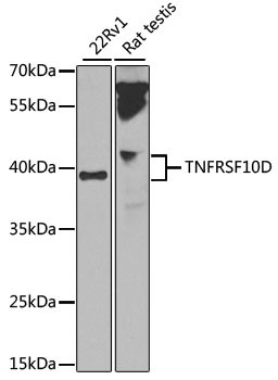 TRAIL-R4 Antibody in Western Blot (WB)