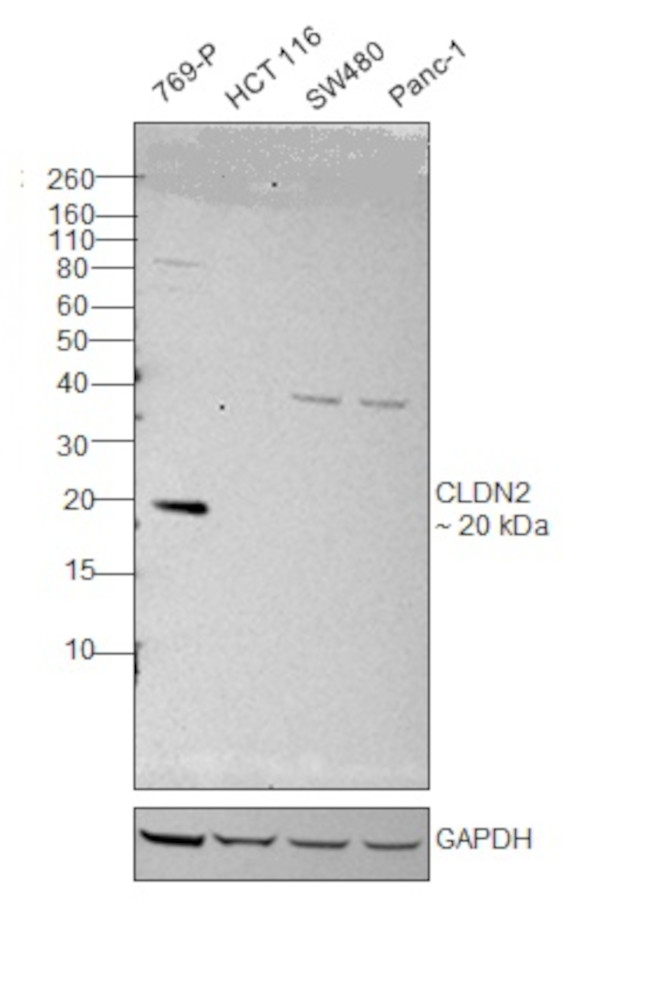 Claudin 2 Antibody