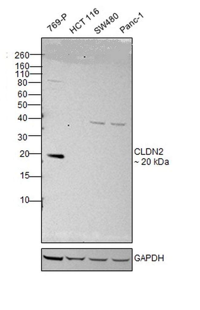 Claudin 2 Antibody in Western Blot (WB)