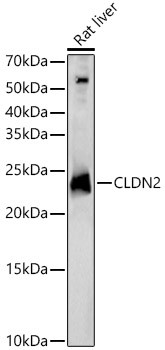 Claudin 2 Antibody in Western Blot (WB)