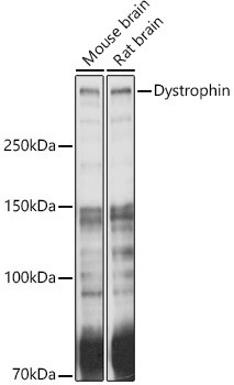 Dystrophin Antibody in Western Blot (WB)