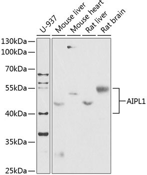 AIPL1 Antibody in Western Blot (WB)