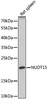 NUDT15 Antibody in Western Blot (WB)