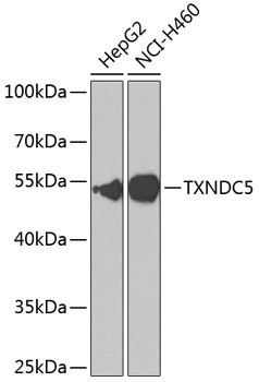 TXNDC5 Antibody in Western Blot (WB)