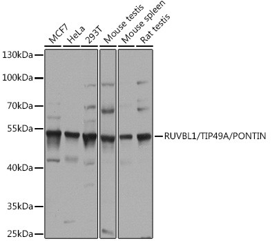 RUVBL1 Antibody in Western Blot (WB)