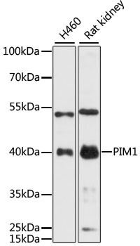 PIM1 Antibody in Western Blot (WB)