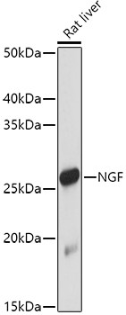 NGF Antibody in Western Blot (WB)