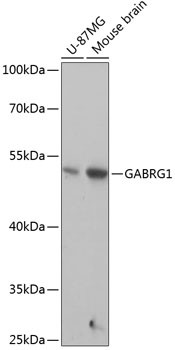 GABRG1 Antibody in Western Blot (WB)