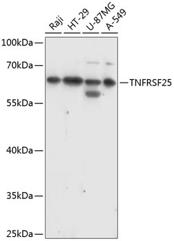 DR3 Antibody in Western Blot (WB)