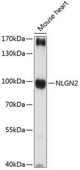 Neuroligin 2 Antibody in Western Blot (WB)