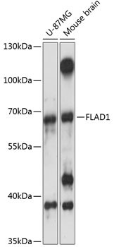 FLAD1 Antibody in Western Blot (WB)