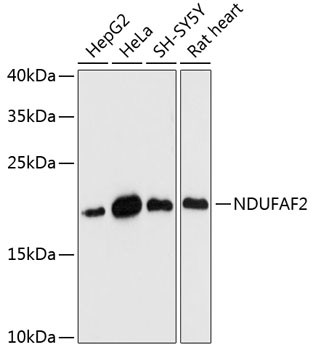 NDUFAF2 Antibody in Western Blot (WB)