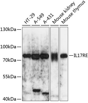 IL17RE Antibody in Western Blot (WB)