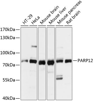 PARP12 Antibody in Western Blot (WB)