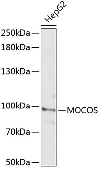 MOCOS Antibody in Western Blot (WB)