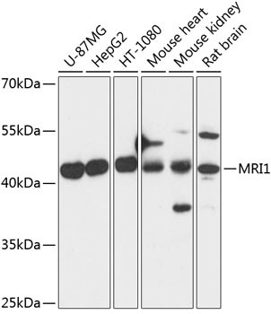 MRI1 Antibody in Western Blot (WB)