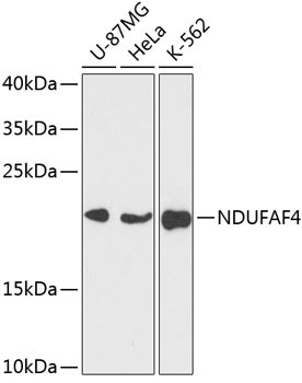 NDUFAF4 Antibody in Western Blot (WB)