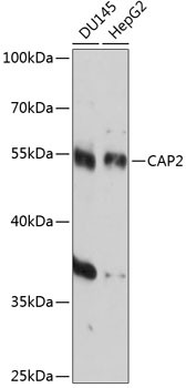 CAP2 Antibody in Western Blot (WB)