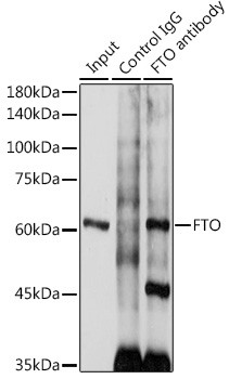 FTO Antibody in Immunoprecipitation (IP)