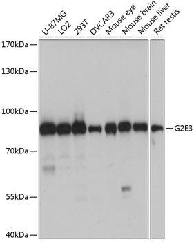 G2E3 Antibody in Western Blot (WB)