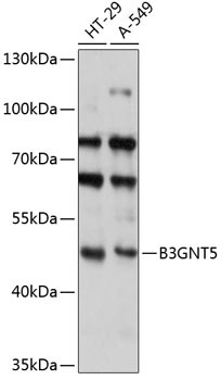 B3GNT5 Antibody in Western Blot (WB)