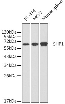 SHP-1 Antibody in Western Blot (WB)