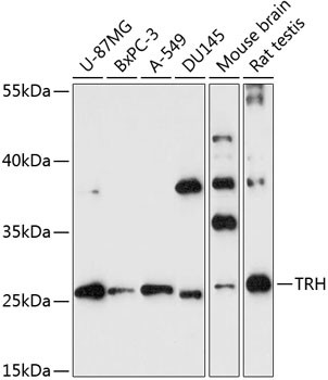 TRH Antibody in Western Blot (WB)