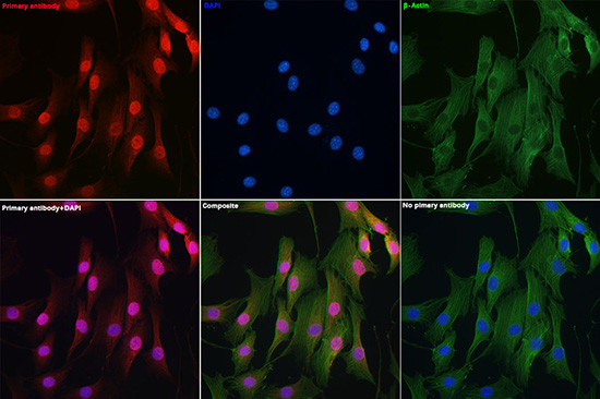 DYNLL1 Antibody in Immunocytochemistry (ICC/IF)