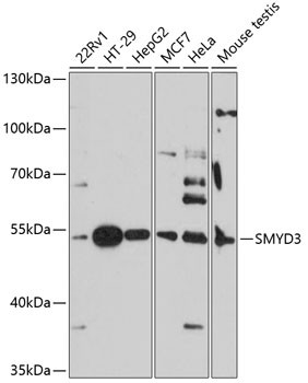 SMYD3 Antibody in Western Blot (WB)