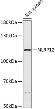 NALP12 Antibody in Western Blot (WB)