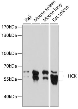 HCK Antibody in Western Blot (WB)