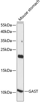 Gastrin Antibody in Western Blot (WB)