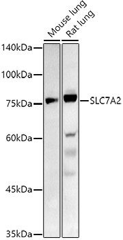 SLC7A2 Antibody in Western Blot (WB)