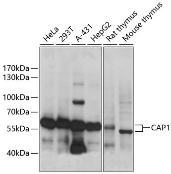 CAP1 Antibody in Western Blot (WB)