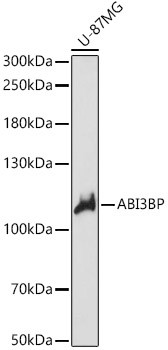 ABI3BP Antibody in Western Blot (WB)