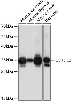 ECHDC2 Antibody in Western Blot (WB)