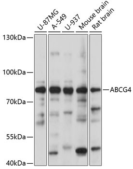 ABCG4 Antibody in Western Blot (WB)