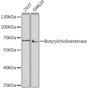 Butyrylcholinesterase Antibody in Western Blot (WB)