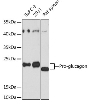 Glucagon Antibody in Western Blot (WB)