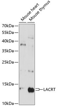 LACRT Antibody in Western Blot (WB)