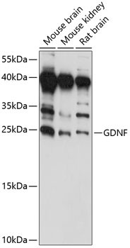 GDNF Antibody in Western Blot (WB)