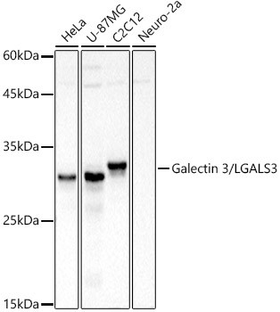 Galectin 3 Antibody in Western Blot (WB)