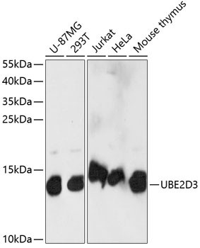 UBE2D3 Antibody in Western Blot (WB)