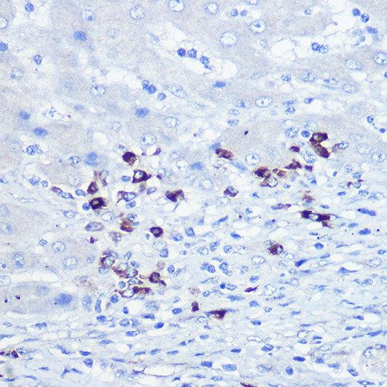 TLR9 Antibody in Immunohistochemistry (Paraffin) (IHC (P))