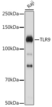 TLR9 Antibody in Western Blot (WB)