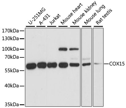 COX15 Antibody in Western Blot (WB)